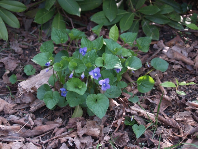 Wetland blue violet (Viola cucullata) in a garden.