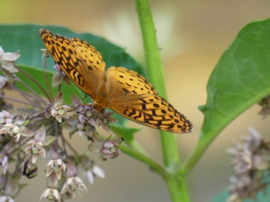 Great spangled fritillary (Speyeria cybele) on a milkweed.