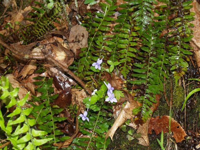 Light lavender flowers of long-spur violet (Viola rostrata) in a wooded setting.