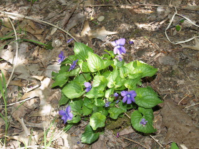 Southern woodland violet (Viola hirsutula) in a wooded area.