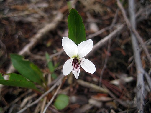 Bog white violet (Viola lanceolata) in a wooded area.