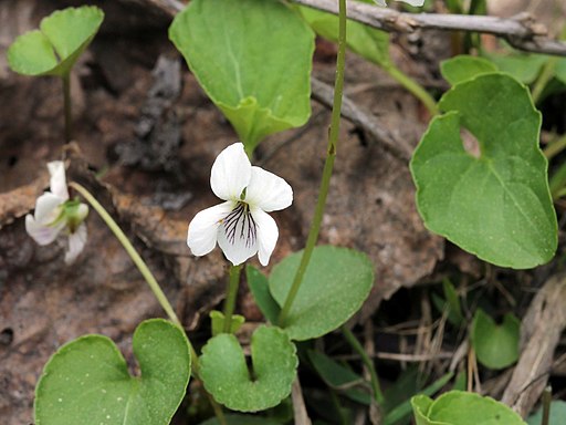 Smooth white violet (Viola macloskeyi) in a wooded area.