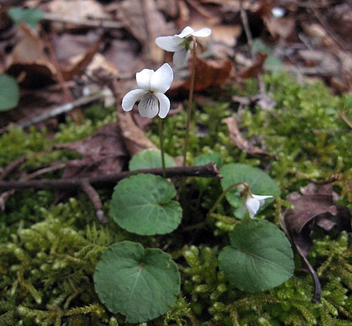 White flowers of sweet white violet (Viola blanda).