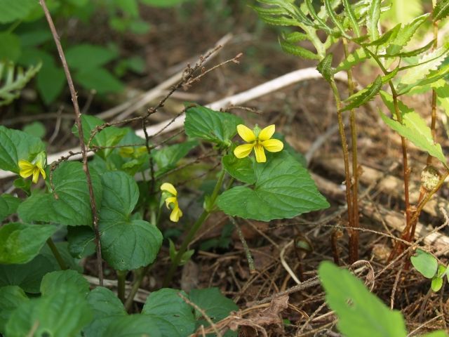 Yellow flower of downy yellow violet (Viola pubescens).