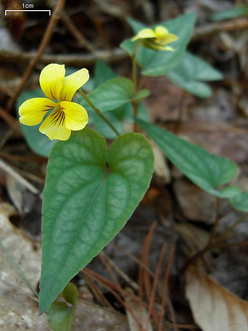 Halbeard-leaf violet (Viola hirsutula) in a wooded area.